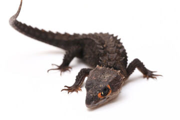 Wall Mural - Tribolonotus Gracilis, Red-Eyed Crocodile Skinks lizard isolated on white background
