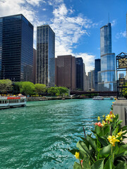 Fototapete - chicago river and skyscrapers
