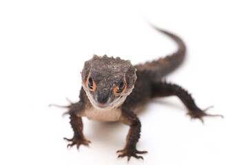 Wall Mural - Tribolonotus Gracilis, Red-Eyed Crocodile Skinks lizard isolated on white background
