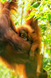 Baby Sumatran orangutan next to its mother n Gunung Leuser National Park, Sumatra, Indonesia
