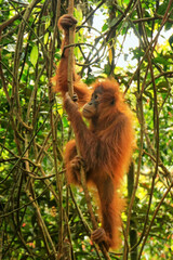 Wall Mural - Young Sumatran orangutan climbing a tree in Gunung Leuser National Park, Sumatra, Indonesia