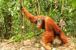 Male Sumatran orangutan standing on the ground in Gunung Leuser National Park, Sumatra, Indonesia