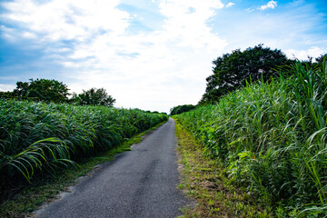 Canvas Print - 田舎道