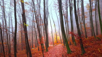 Wall Mural - Magic foggy fall season forest path. Slowly camera moving inside magical autumn seasonal woodland.