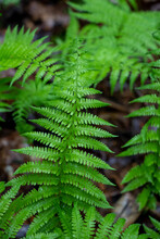 Detail Of A Fern Growing In The Woods