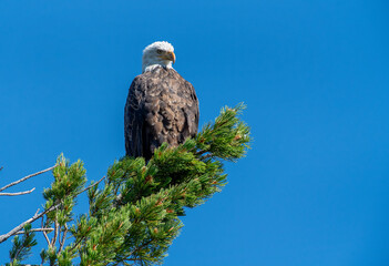 Sticker - Bald Eagle with blue sky background