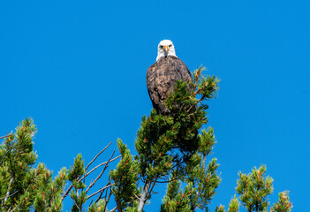 Sticker - Bald Eagle with blue sky background