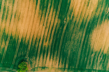 Wall Mural - Green and Yellow agriculture field from above captured with a drone during sunset