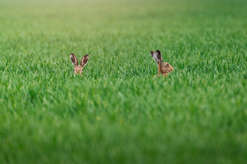 wild hare in green agriculture field during sunrise