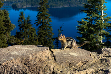 cute chipmunk on a stone board in the crater lake national park, oregon