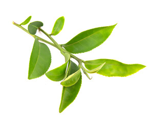 Wall Mural - Tea leaves healthy fresh vegetable from nature isolated on a white background.