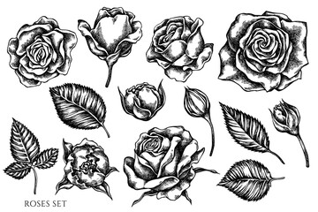 Vector set of hand drawn black and white roses