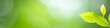 Panoramic view of beautiful leaf in sunny day. Green nature background with copy space for banner and cover page.