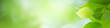 Panoramic view of beautiful leaf in sunny day. Green nature background with copy space for banner and cover page.