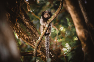 Callitrichidae monkey in Brazil forest