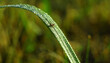 Krople rosy i mała mrówka na źdźble trawy w macro