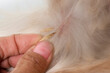 spikelet on dog