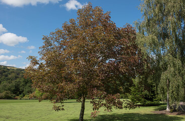 Summer Foliage of a Deciduous Ohio Buckeye Tree (Aesculus glabra 'October Red') Growing in a Garden in Rural Devon, England, UK