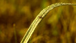 źdźbło trawy i mała mrówka w kroplach porannej rosy