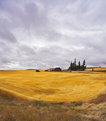 Canvas Print - Huge field and some pines after a harvest