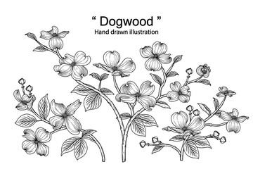 Sketch Floral decorative set. dogwood flower drawings. Black line art isolated on white backgrounds. Hand Drawn Botanical Illustrations. Elements vector.