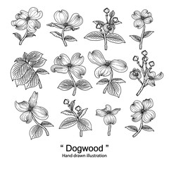 Sketch Floral decorative set. dogwood flower drawings. Black line art isolated on white backgrounds. Hand Drawn Botanical Illustrations. Elements vector.