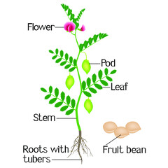 Wall Mural - An illustration depicting parts of a plant chickpeas.