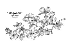 Sketch Floral Decorative Set. Dogwood Flower Drawings. Black Line Art Isolated On White Backgrounds. Hand Drawn Botanical Illustrations. Elements Vector.