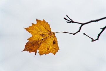 autumn leaves isolated on white