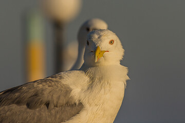 The Caspian gull (Larus cachinnans) is a large gull and a member of the herring and lesser black-backed gull complex. The Caspian gull breeds around the Black and Caspian Seas.