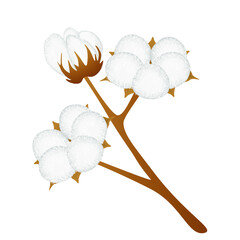 Wall Mural - Branch with flowers of cotton isolated on white background.