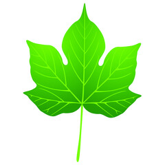 Wall Mural - Green leaf of cotton on white background, design element.
