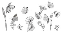 Hand Drawn Monochrome Wild Flowers  And Butterflies Set