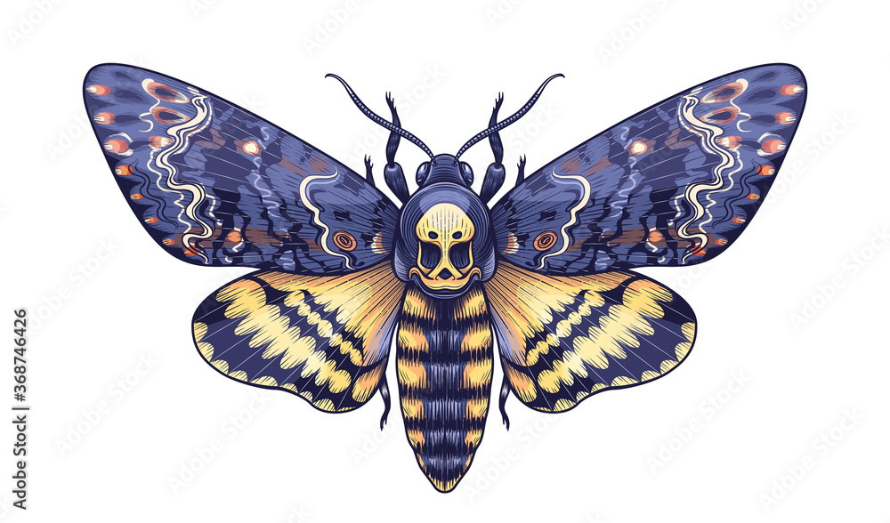 Vector Colored Acherontia Styx Butterfly Isolated on Blank Background. - obrazy, fototapety, plakaty 