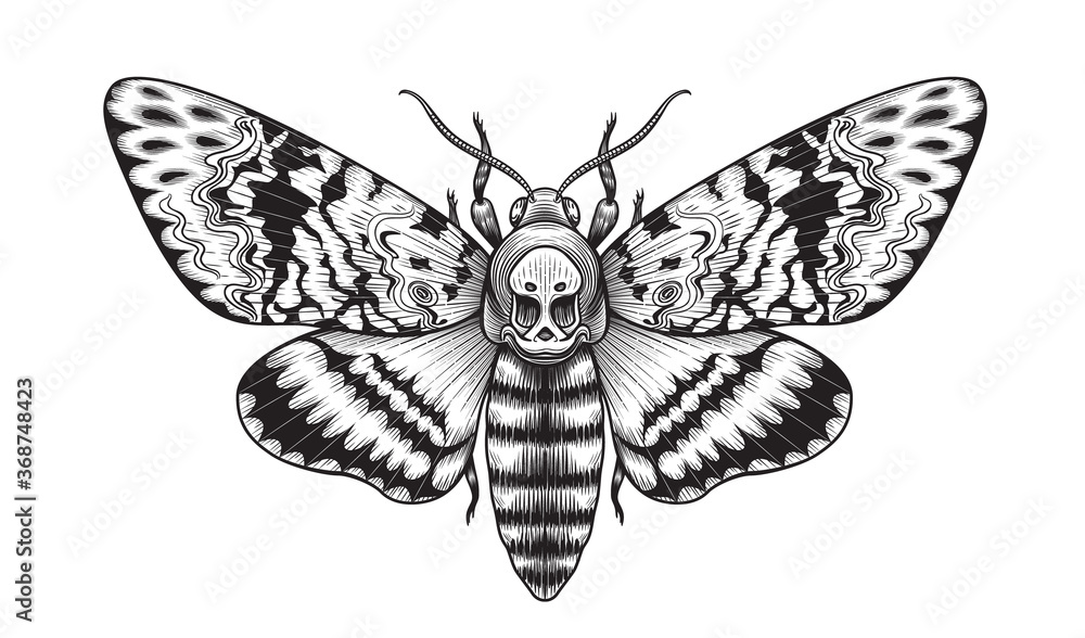 Vector Acherontia Styx Butterfly Isolated - obrazy, fototapety, plakaty 