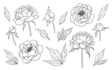 Wall Mural - contoured simple peony flowers, buds and leaves set