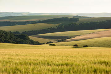 Canvas Print - Stunning late Summer afternoon light over rolling hills in English countryside landscape with vibrant warm light