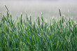 Żyto zwyczajne Secale cereale w czasie deszczu, zielone zboże, krajobraz wiejski