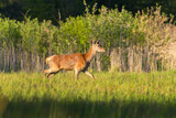 Fototapeta Zwierzęta - Jeleń szlachetny Cervus elaphus na łące, słoneczna łąka i duże zwierzę parzystokopytne