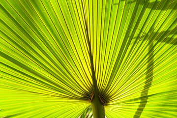 Wall Mural - Vegetation on Mauritius. Walking in the garden. Springtime in the garden on Mauritius 