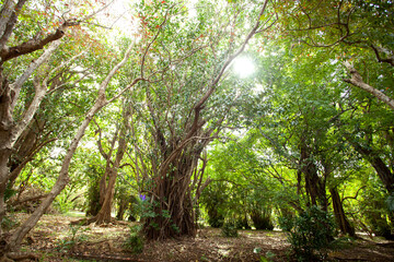 Wall Mural - Vegetation on Mauritius. Walking in the garden. Springtime in the garden on Mauritius 