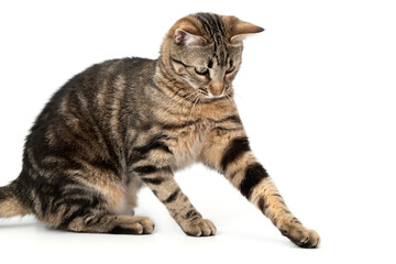 Playful cat sitting tabby and funny isolated on white background.