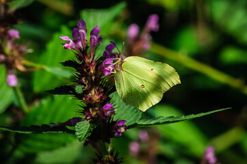 Poster - The Gonepteryx rhamni