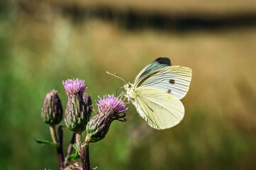 Poster - The large cabbage white