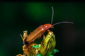 Wall Mural - The common red soldier beetle