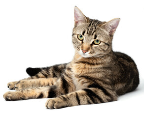 Wall Mural - Lying cat tabby isolated on white background.