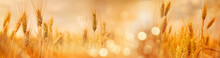 Agriculture Panorama With A Wheat Field
Saisonal Wheat Field In Luminous Golden Colors. Close-up With Short Depth Of Field And Abstract Bokeh. Background For A Nutrition Concept.