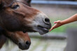 © leomalsam - Hand of woman giving horse a grass