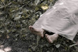 © Oleksandr - The human corpse is covered with a sheet. The victim of the crime lies in the forest.