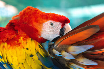 Wall Mural - Closeup scarlet macaw, Beautiful parrot feathers